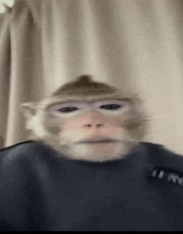 Monkey Funny Meme