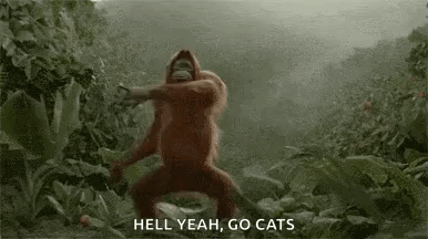 Monkey Gorilla GIF