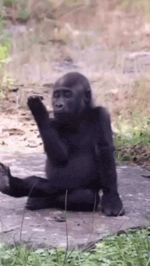 Monkey Gorilla GIF. This 211 x 374 animated GIF is part of our bored collection. Related themes include monkey, reaction, sad. Created by mingyuji. View the…