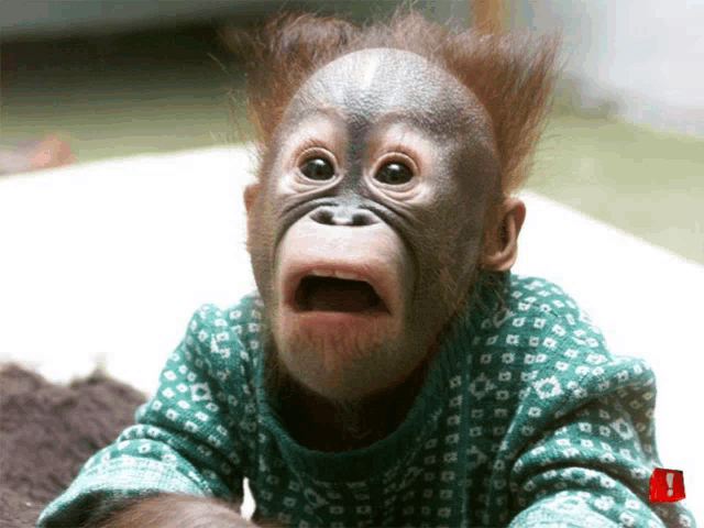 Monkey Images Meme