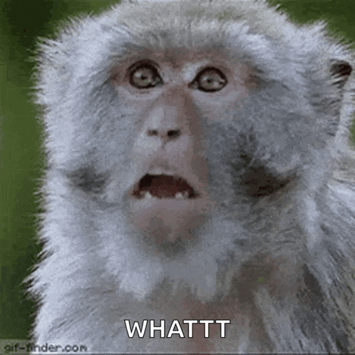Monkey Jaw Drop GIF
