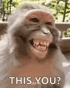 Monkey Laught GIF