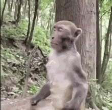 Monkey Meditating GIF