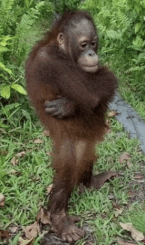 Monkey Meme