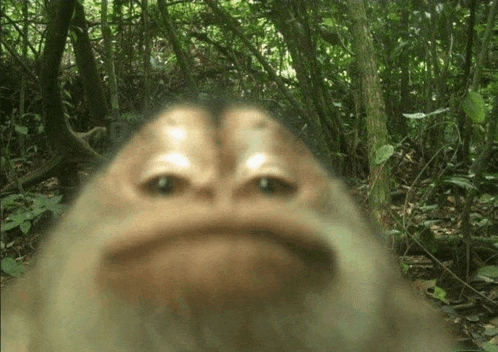 Monkey Meme