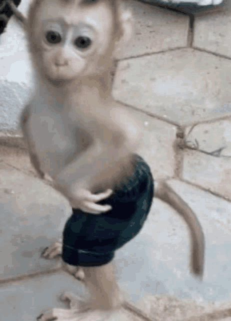 Monkey Meme