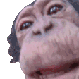 Monkey Sticker