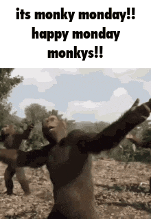 Monkey Monkey Dance GIF