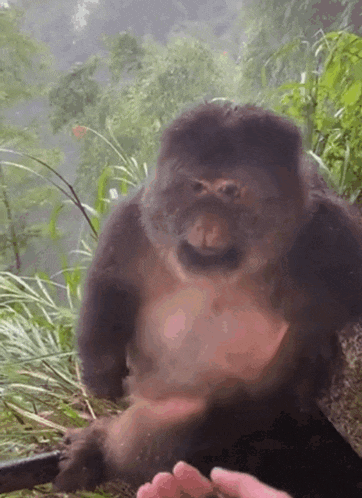 Monkey Monkey Nails GIF