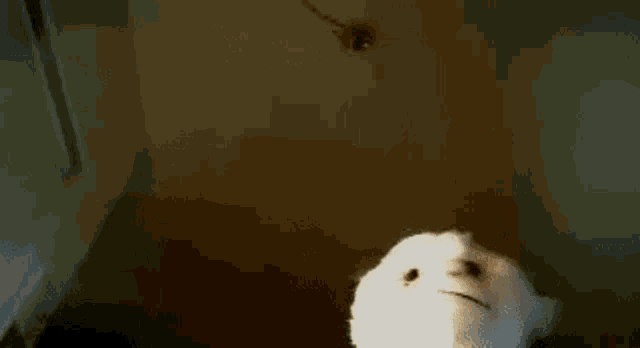 Monkey Monkey Okysg GIF