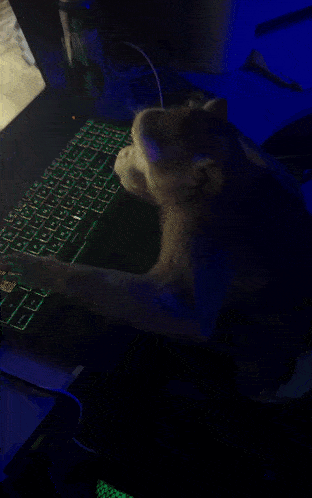 Monkey Monkey On Computer GIF