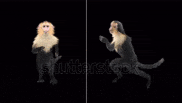 Monkey Monkey Running GIF