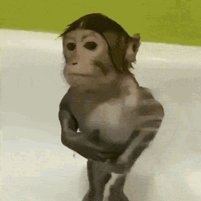 Monkey Monkey Shower GIF