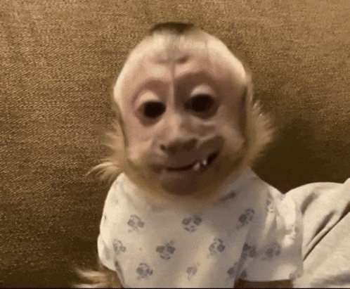 Monkey Monkey Talk GIF