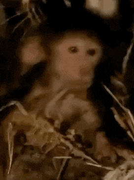 Monkey Monkey Try Not To Laugh GIF