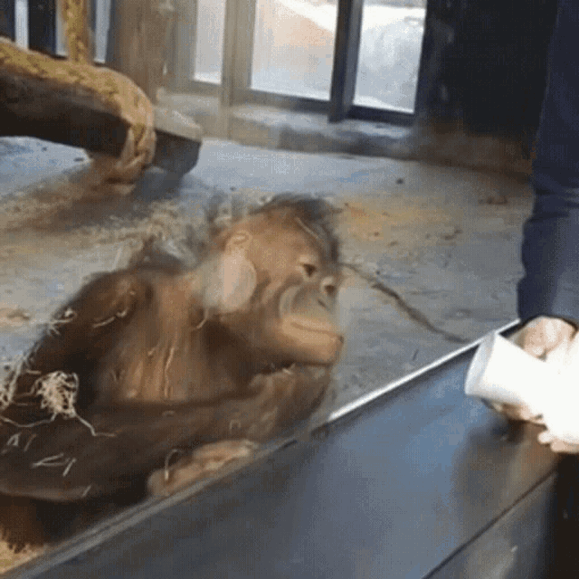 Monkey Monkeys GIF