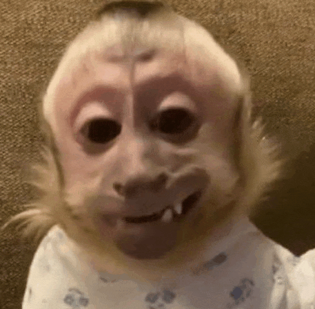 Monkey Monkeys Meme