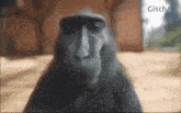 Monkey Mosa GIF