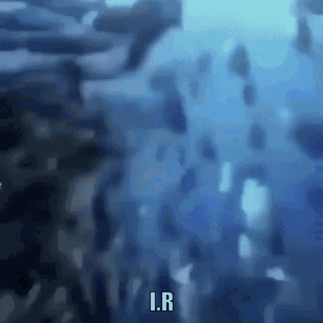 Monkey GIF