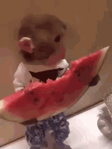 Monkey GIF