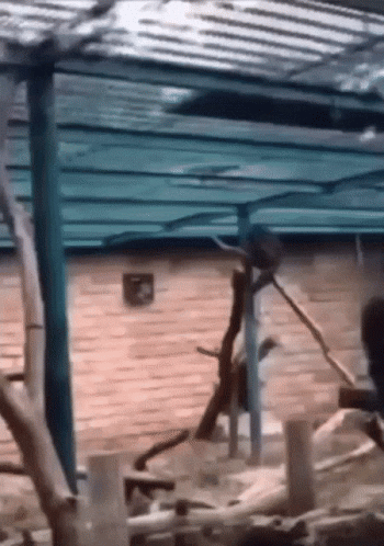 Monkey Pocket Sand GIF