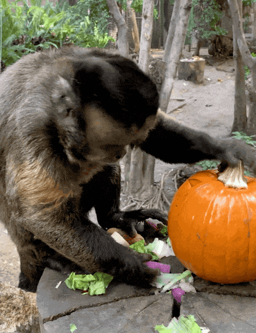 Monkey Pumpkin GIF