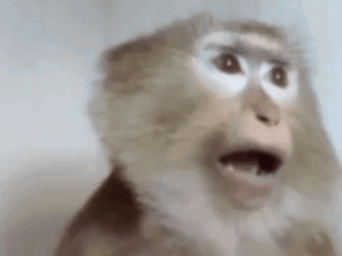Monkey Reaction GIF