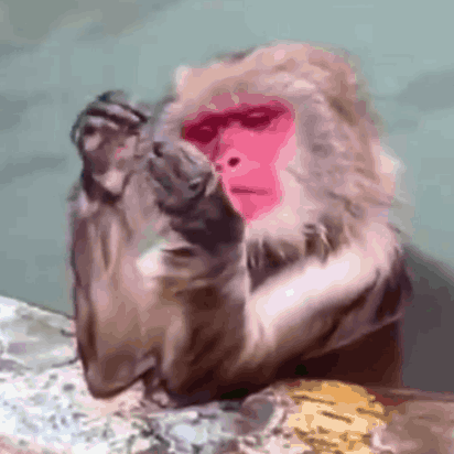 Monkey Sassy GIF