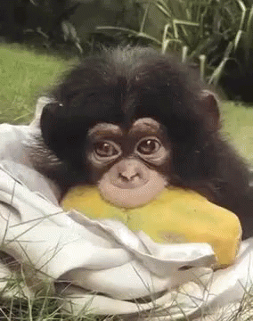 Monkey Scimmia GIF