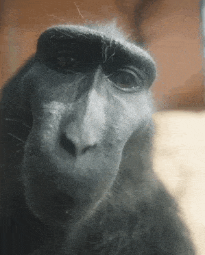 Monkey Selfie GIF