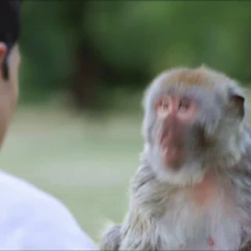 Monkey Slap GIF