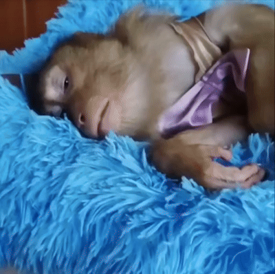 Monkey Sleep Kumar GIF