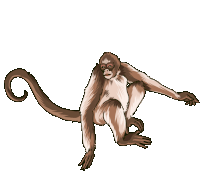 Monkey Spider Sticker