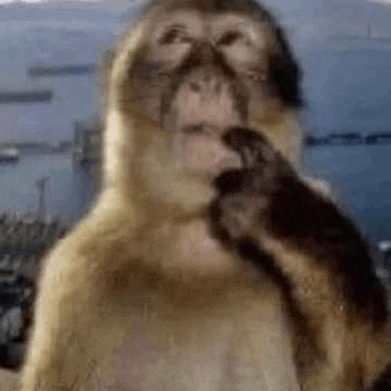 Monkey Stupid Meme