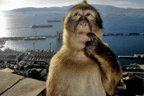 Monkey Think Meme