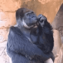Monkey Thinking GIF