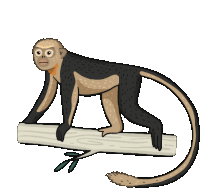 Monkey Tonkin Snub Nosed Monkey Sticker