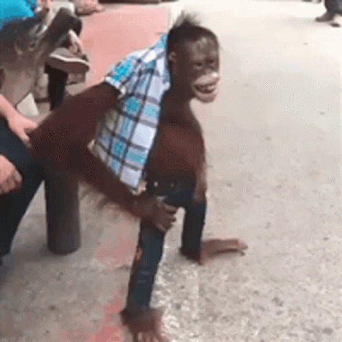 Monkey Waiting GIF
