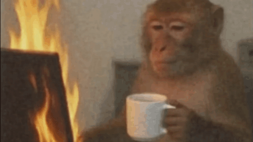 Monkey Working GIF