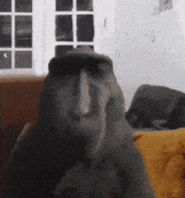 Monkey GIF