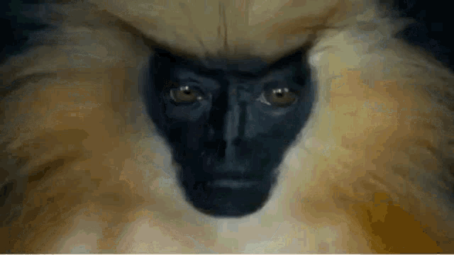 Monkey Yass GIF