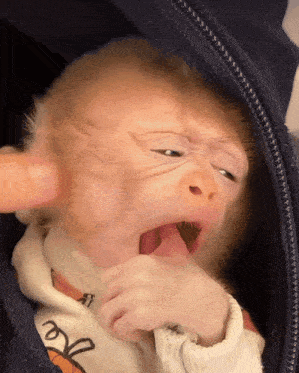 Monkey Yawn GIF