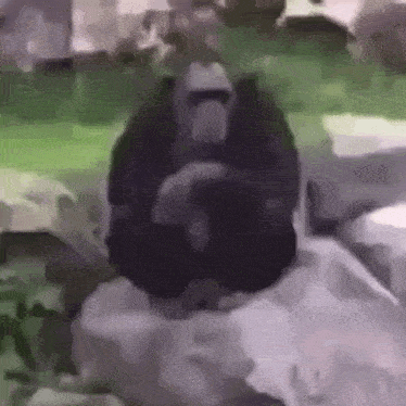 Monkey Ziga GIF