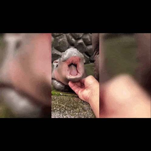 Moo Deng GIF