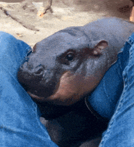 Moo Deng Chomp GIF
