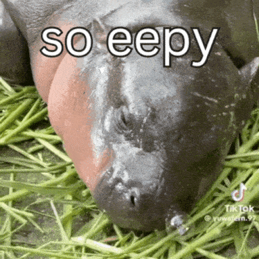 Moo Deng Eepy Moo Deng Sleepy GIF