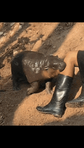 Moo Deng Explode GIF