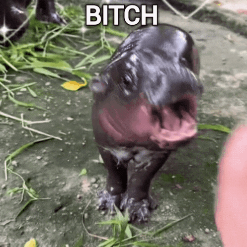 Moo Deng Hippo GIF
