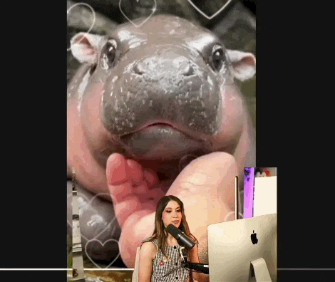 Moo Deng Queen Moo Deng GIF