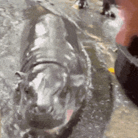 Moo-deng Untethered GIF